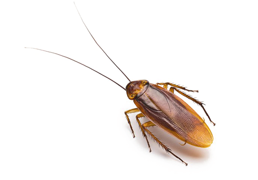 Hd Clipart British Cockroach On White Background Free PNG Download