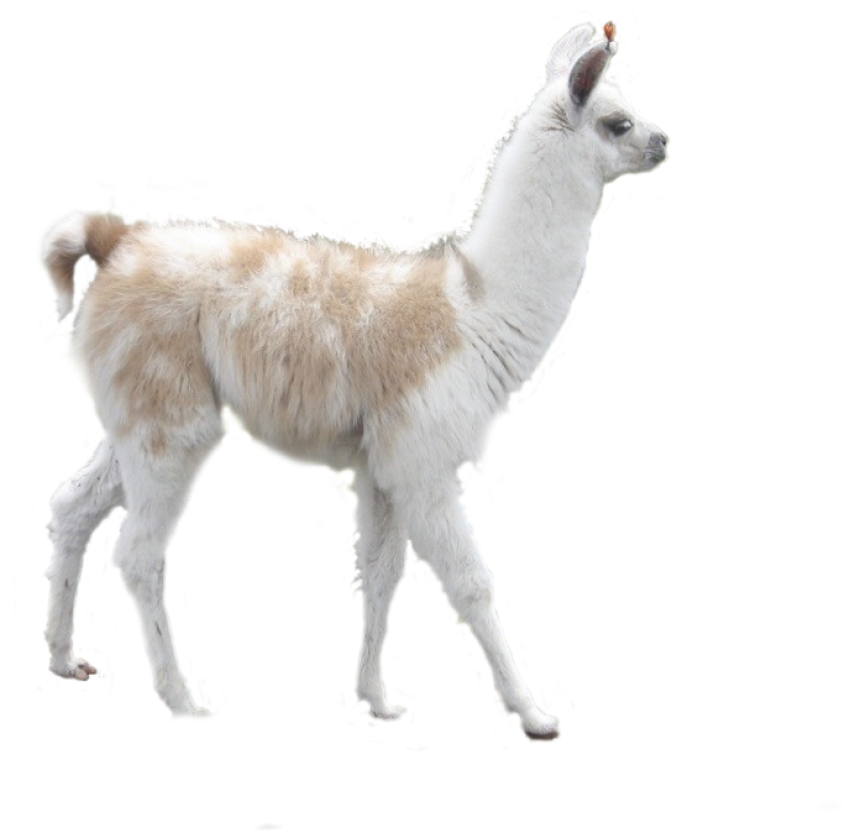 Alpaca Clipart Llama PNG Image Free Download