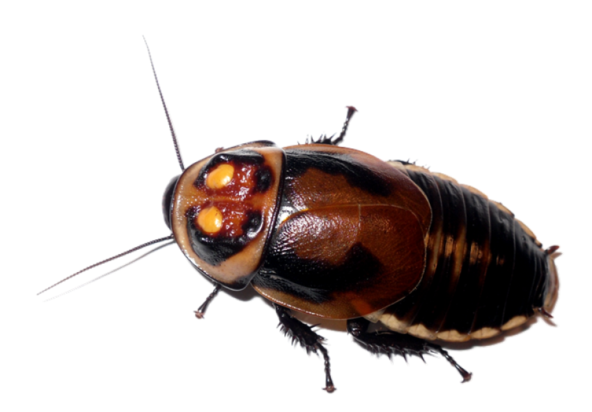 Roach Transparent PNG Isolated Photo Free Download
