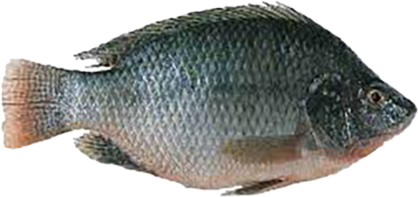 Ai Generation Animal On Nile Tilapia PNG Image