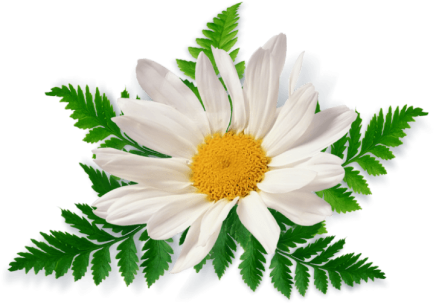 Transparent Free Vector Clip Art Camomile, Chamomile PNG Picture Free Download