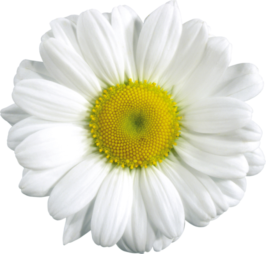 Extract Vector Clipart White Chamomile Flower PNG Image Free Download