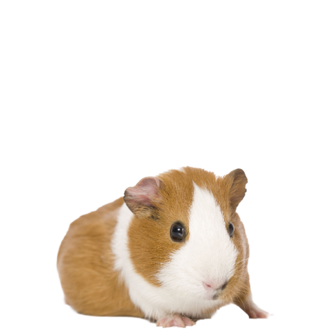 Clipart Guinea Pig PNG Transparent Free Image