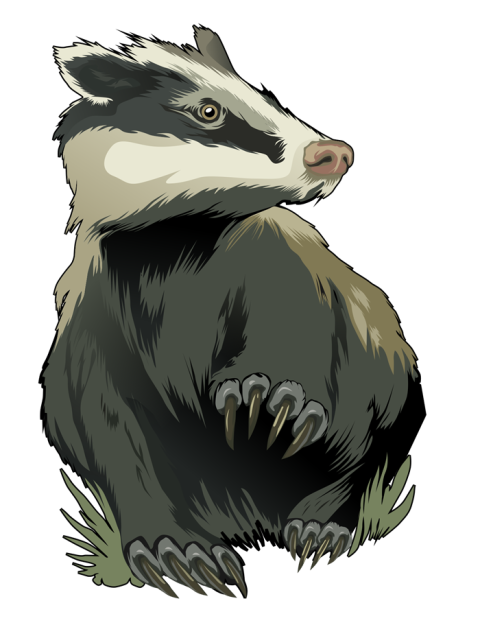 HD Svg iStock Illustration Wild Animal Badger PNG Image Free Download