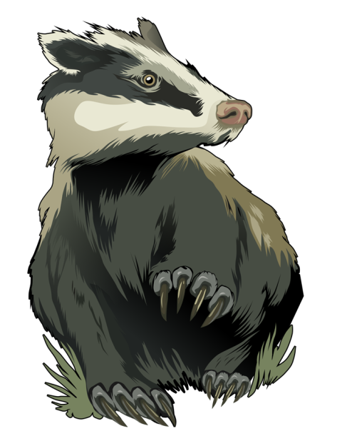 Stink Badger PNG Wildanimal Image Free Downlaod