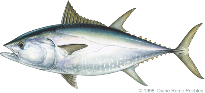Tuna Fish PNG Transparent image