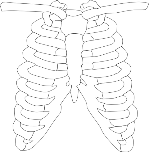 Chest X Ray PNG Image Free Transparent
