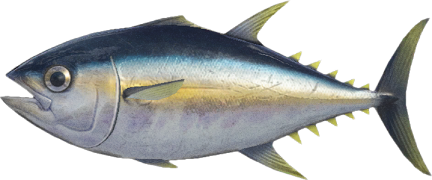Vectorized Tuna fish PNG image