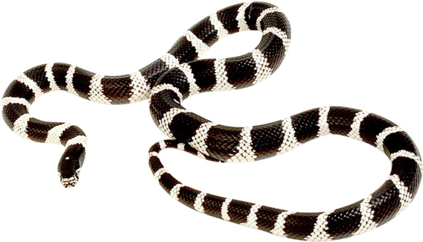 California Kingsnake PNG Reptile Tiger snake Transparent