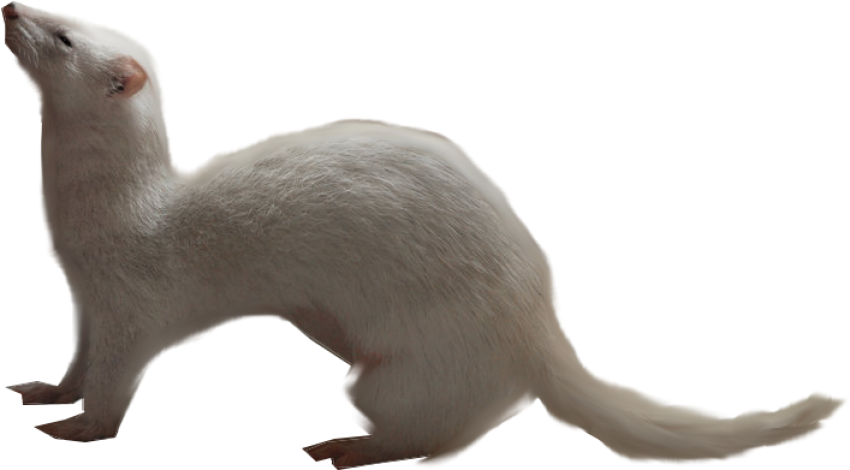 White Weasel PNG Image