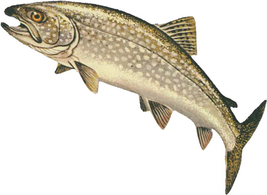 Rainbow Trout PNG Free Download