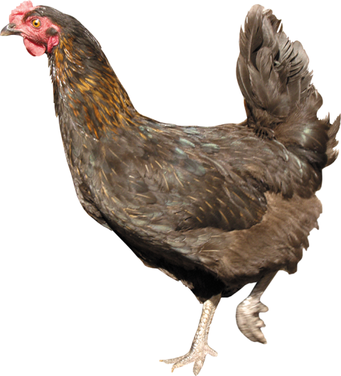 Hen chicken PNG download free