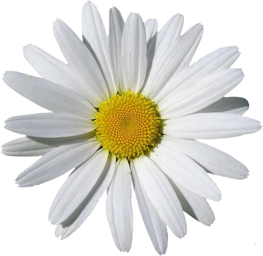 Chamomile Flower Isolated Clipart PNG White Flower On White Background Free Download