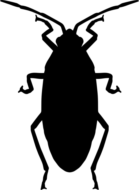 Animated Vector Graphic Free Animal Roach Icon PNG Free Transparent background