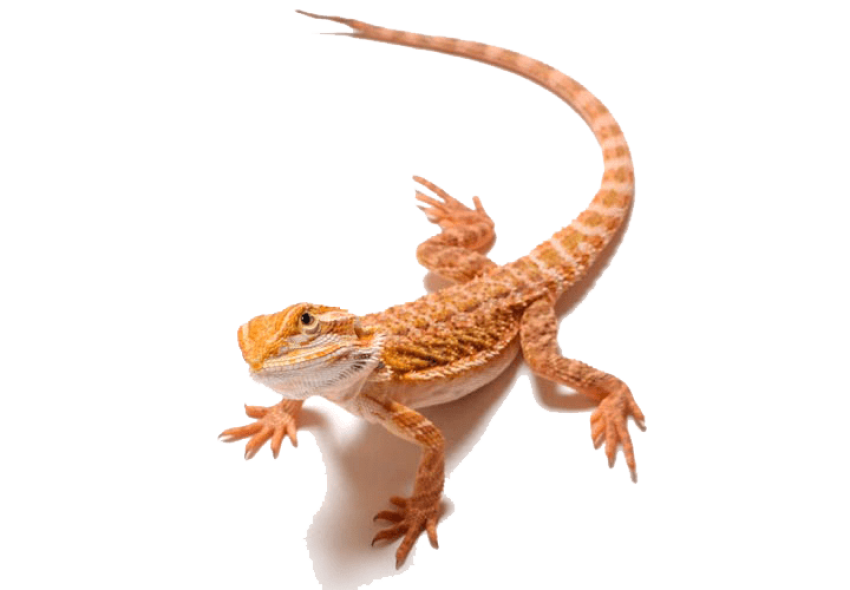 Transparent Leopard Lizard PNG Animal Free Download