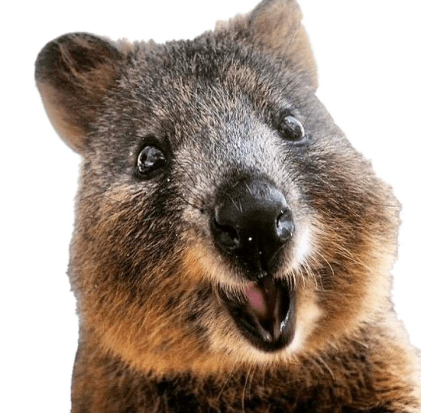 Isolated animated Quokka PNG Photo Free Download