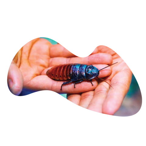 Silhouette Cute Vector Isolated Cockroach PNG Picture Free Transparent Download