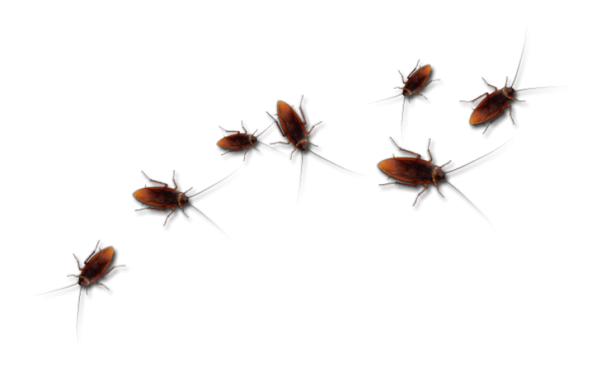 Stock Illustration Of a Group Cockroaches Free Transparent PNG Picture