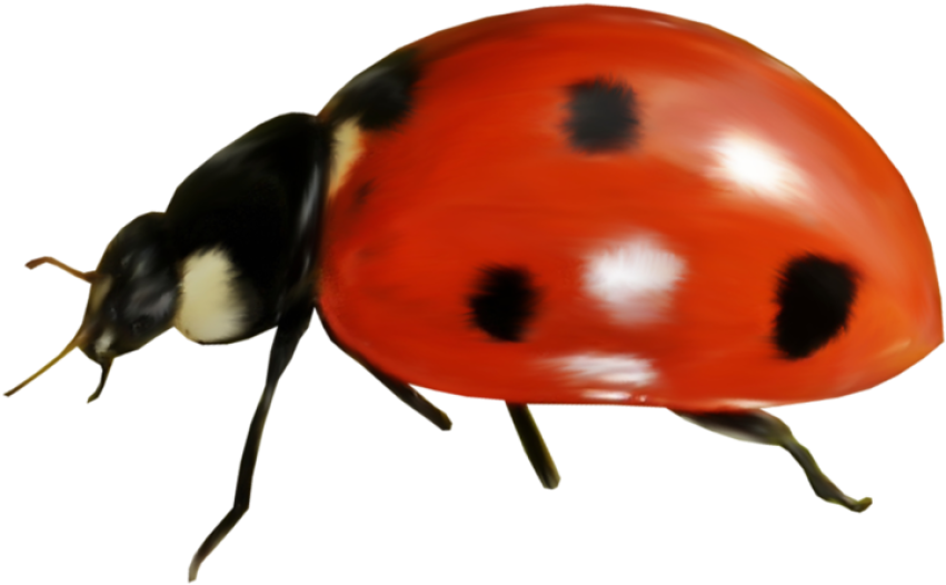 Miraculous Ladybird Beetle PNG Insect Image