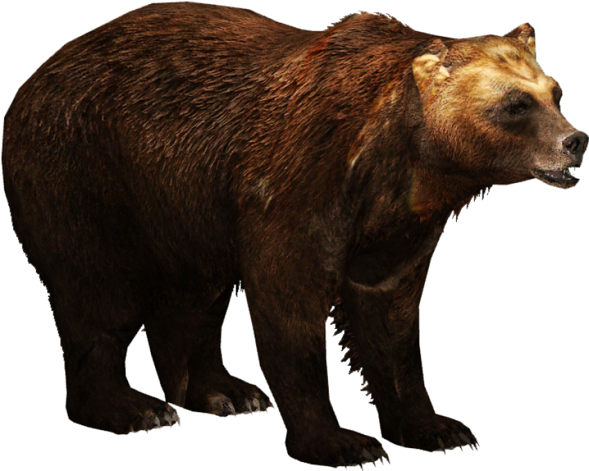 Isolated HD Kodiak Brown Bear PNG Picture Free Download