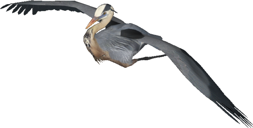 Flying Heron PNG  Bird Picture Transparent Free Background