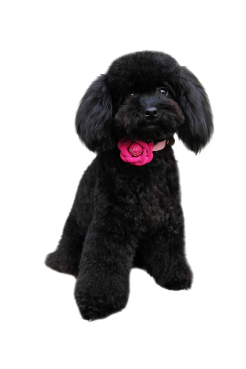 Black Silhouette Poodle PNG Pet Dog Free Transparent Background