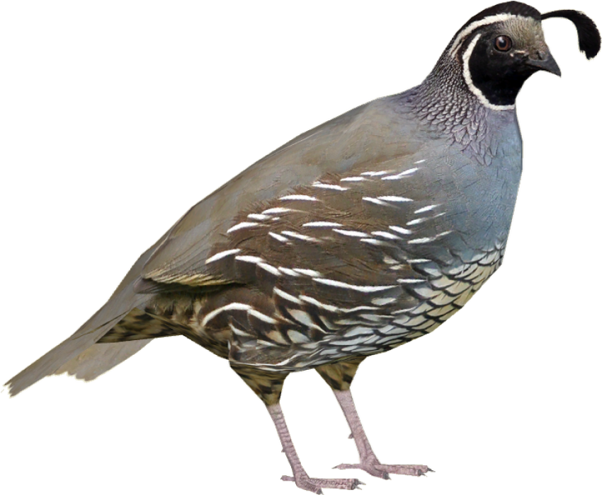 California Quail Drawing Clip Art  PNG Image