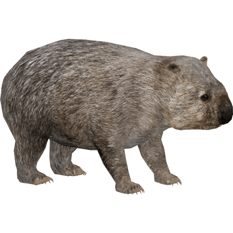 Clipart HD Wombat PNG Animal Free Image