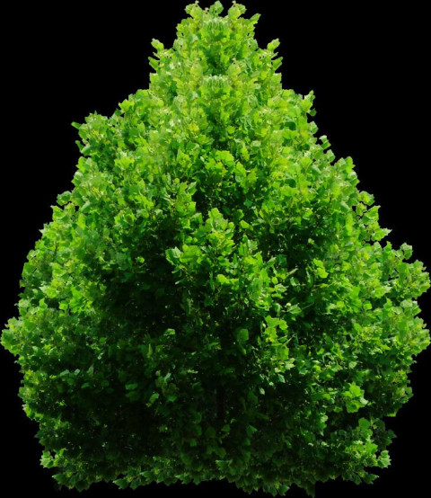 Green Tree PNG free Image , Download Tree Png images & Clipart
