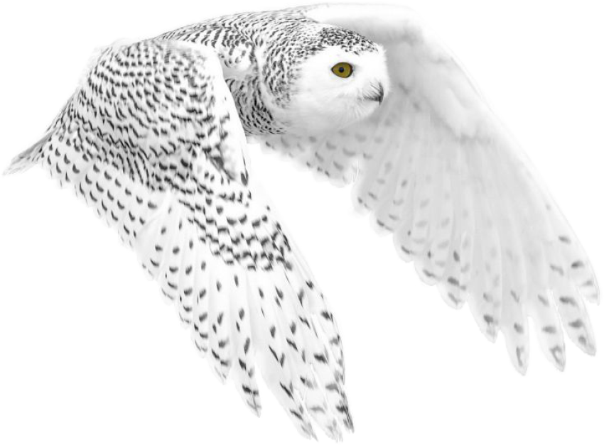 Snowy owl flying in the air, beautiful owl, High quality Png owl bird stock transparent background