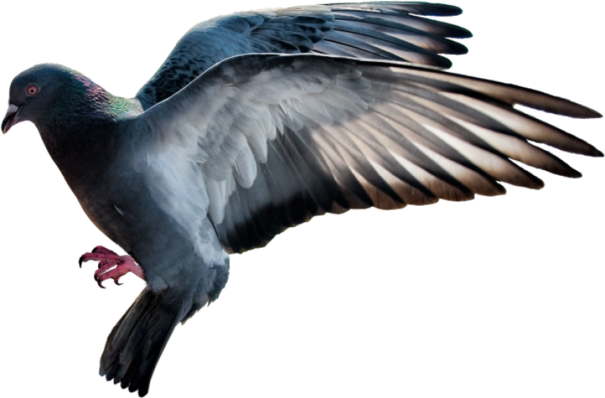 Black Fly Rock Dove PNG Birds Image