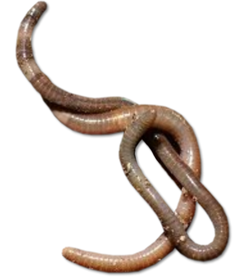 Legless Lizard PNG Free Download