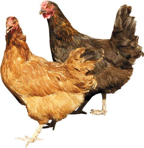 2 hen chicken PNG png free