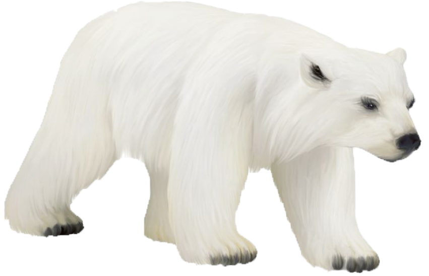 Cute Bear PNG Image Free Transparent background