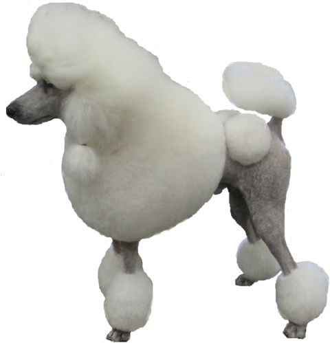 Standard Poodle PNG Photo Free Transparent Background