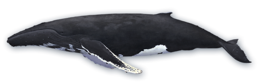 Humpback whale fish free download
