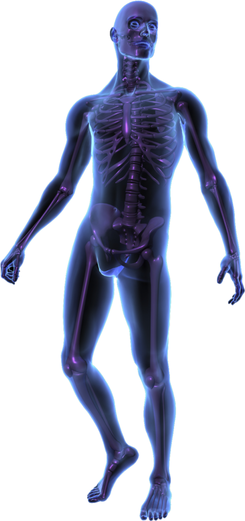 Human Structure X Ray PNG Image Free Download