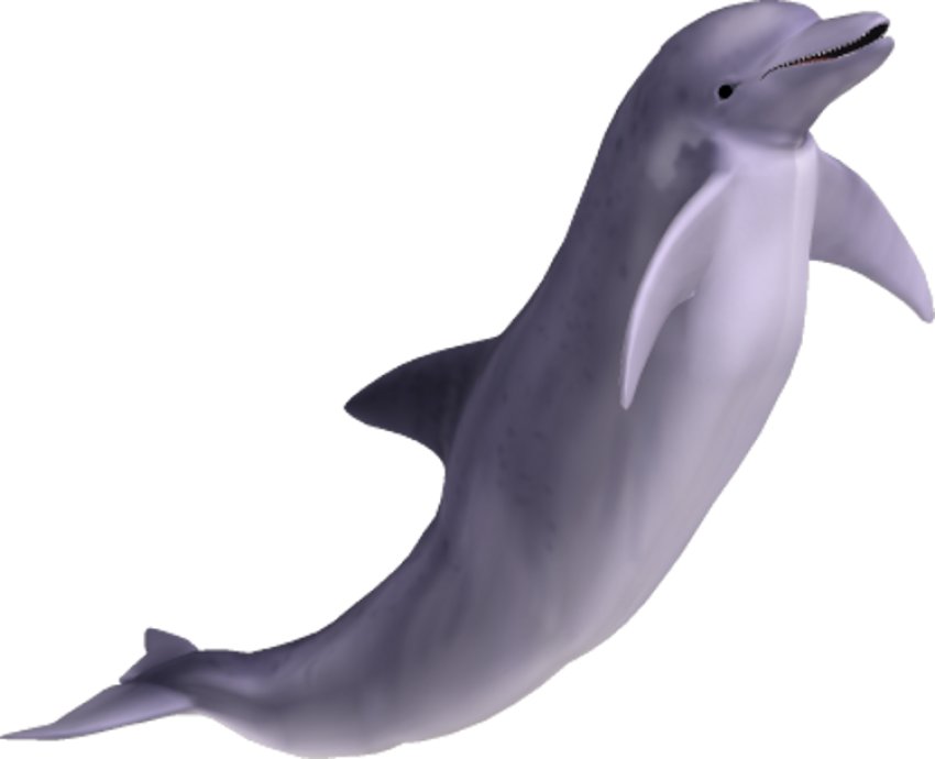 Dolphin fish in water png free download