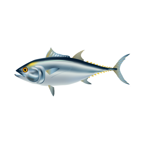 Tuna PNG Vector PSD Free Download