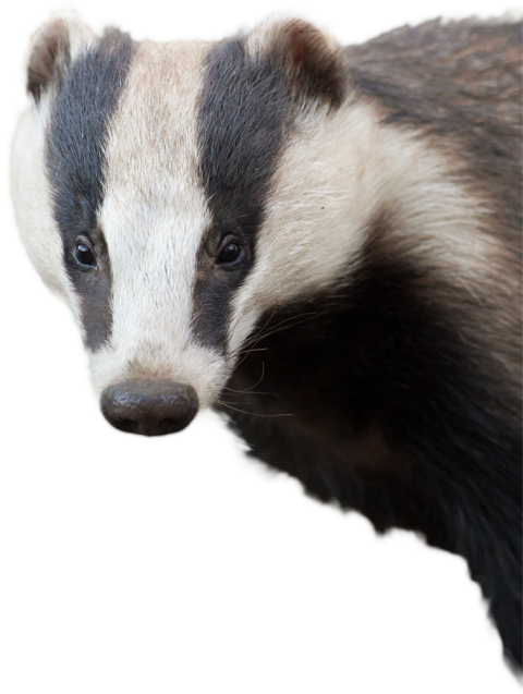 Clipart Forest Life Stink Badger PNG Animal