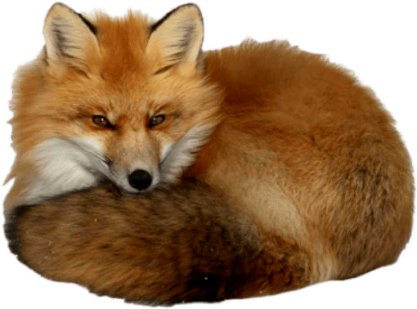 Download Free HD Sleeping Red Fox PNG Picture