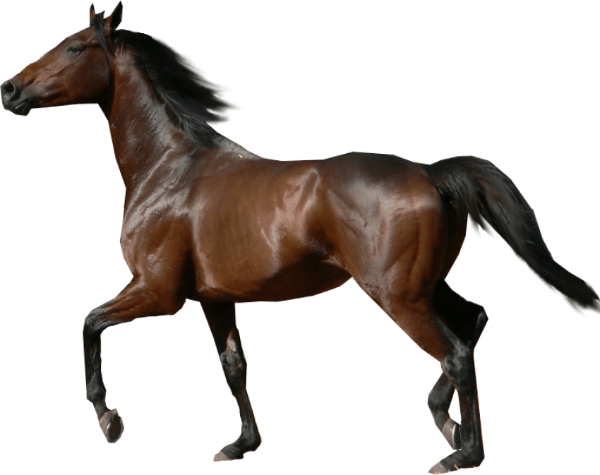 Brown War Horse PNG Photo Transparent