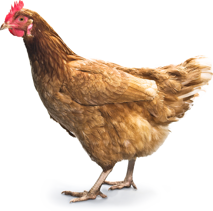 Hen chicken PNG free download image