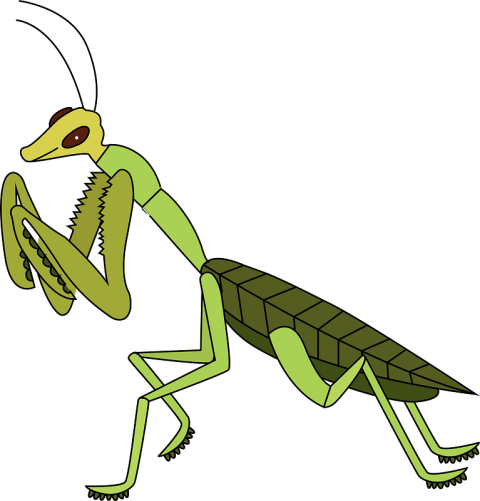 Mantis PNG Image On Transparent Free Download