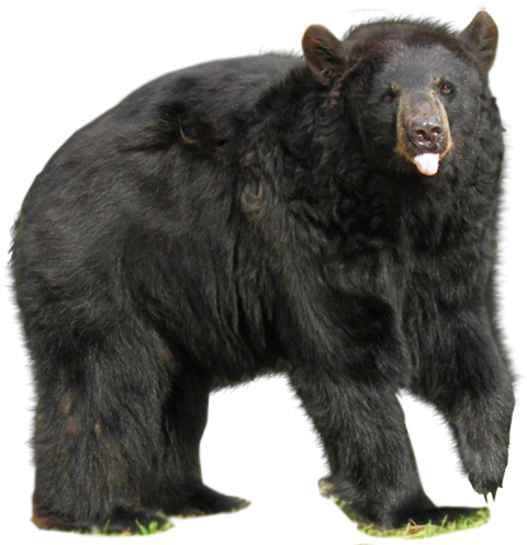 Animated Free Transparent Black Big Bear PNG Picture Free Download