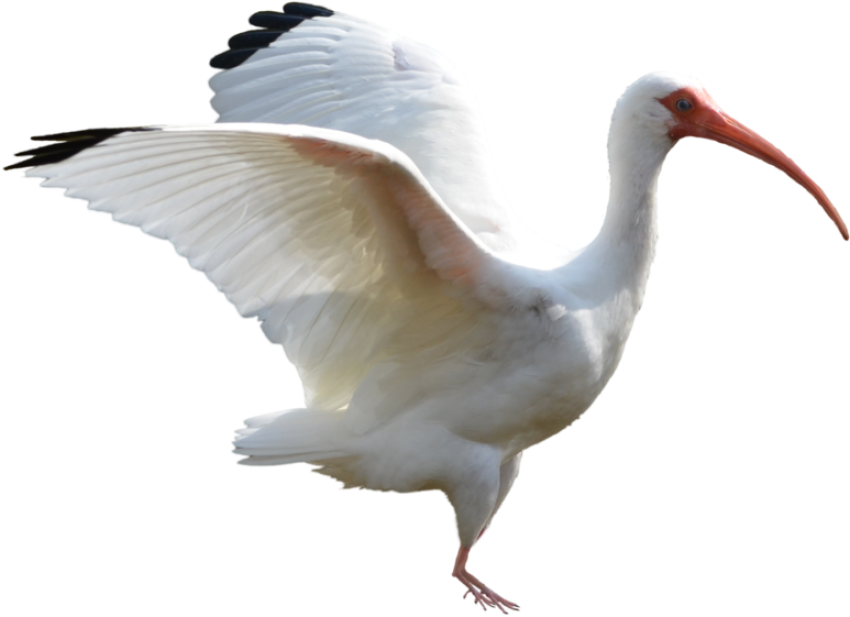 Beautiful White Ibis PNG Bird Photo Free Download