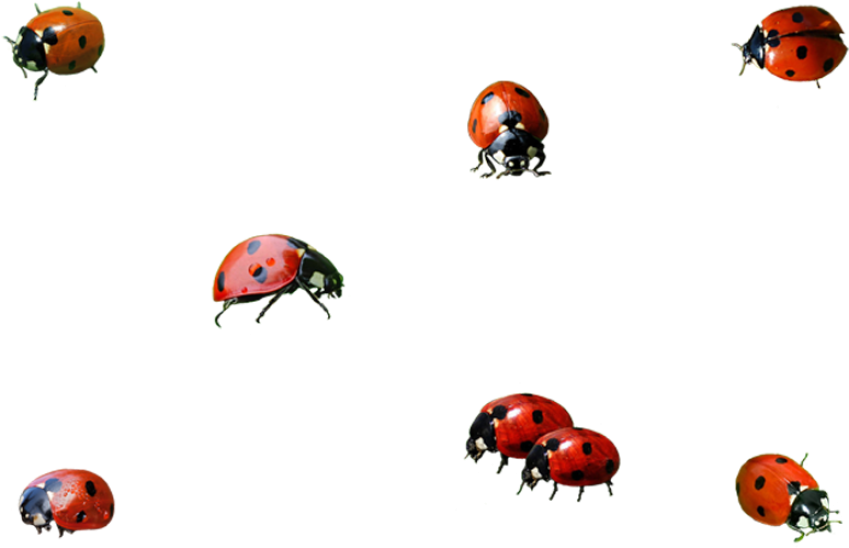 Ladybird Beetle & Ladybug Insects PNG Group Image Free Transparent