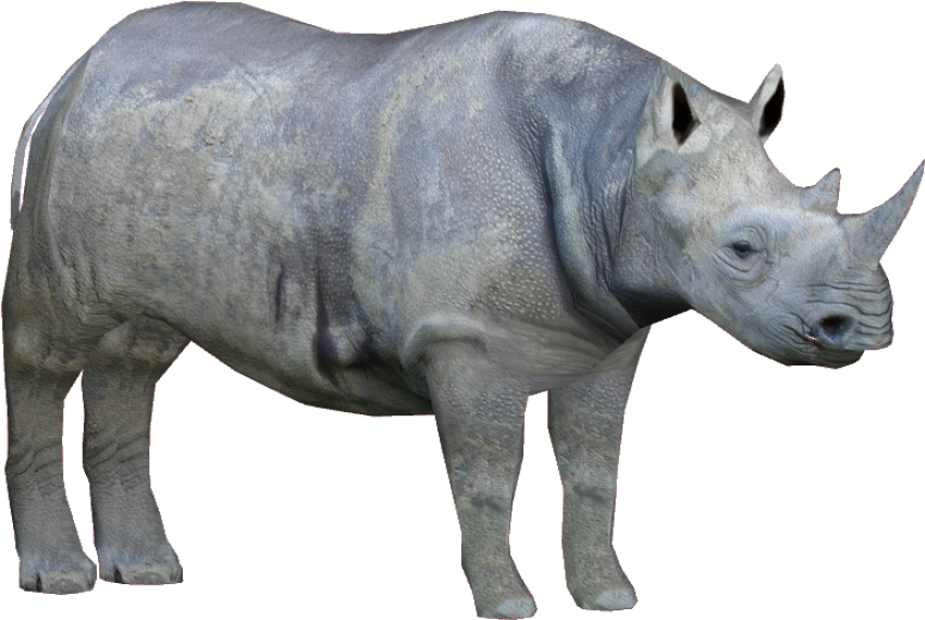 Rhinoceros PNG On White Background Image