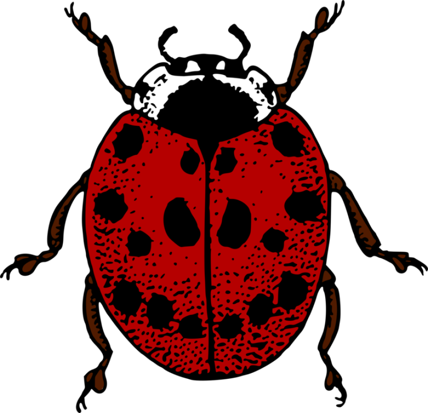 Ladybird Beetle PNG Vector Clip Art Drawing Image