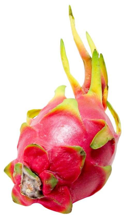 PSD Vector Dargon Fruit Sillhuette Dargon Fruit PNG Photo Free Download